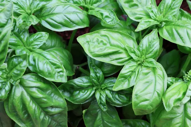 バジル