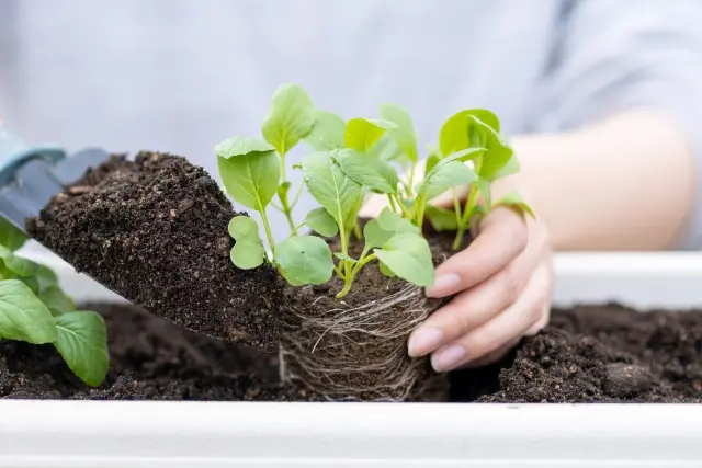 北海道で植物を選ぶときに確認したい5つのポイント
