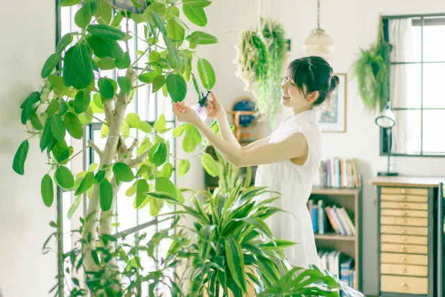植物を育てやすい家づくりのポイント