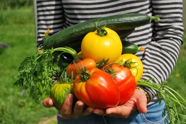 収穫した野菜を両手に持つ人