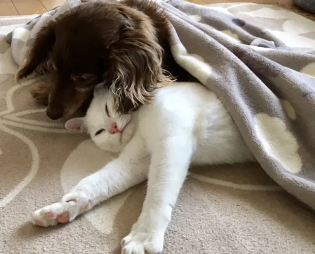 リラックスしている犬と猫