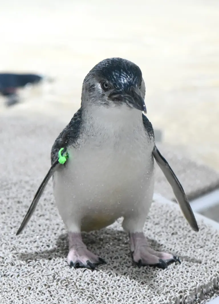 あなたの推しはどのペンギン？AOAO SAPPOROの個性豊かなペンギンの名前