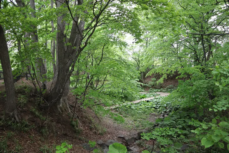 下野幌高台公園　木道