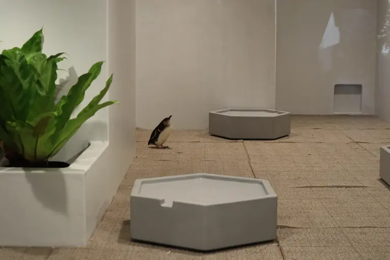 フェアリーペンギン