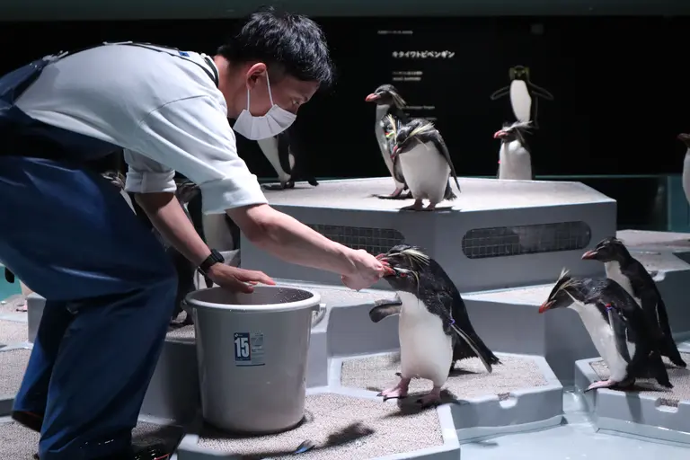 キタトビイワペンギン