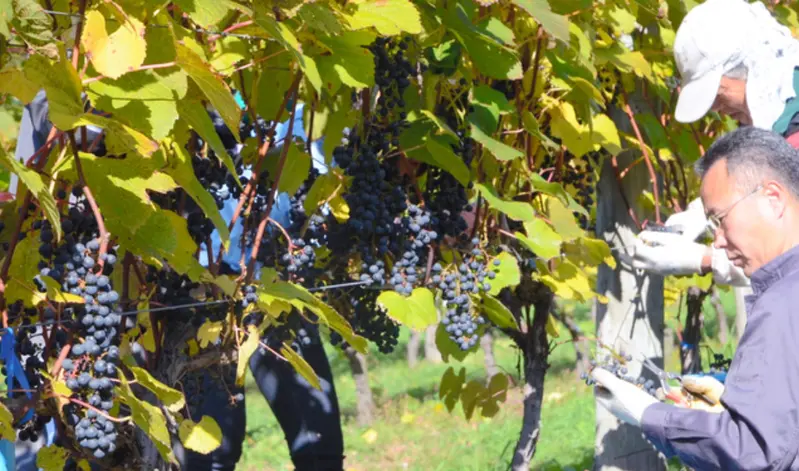 え！幻の限定ワイン「十勝ワイン山幸Vin de Terroir（ｳﾞｧﾝ ﾄﾞ ﾃﾛﾜｰﾙ