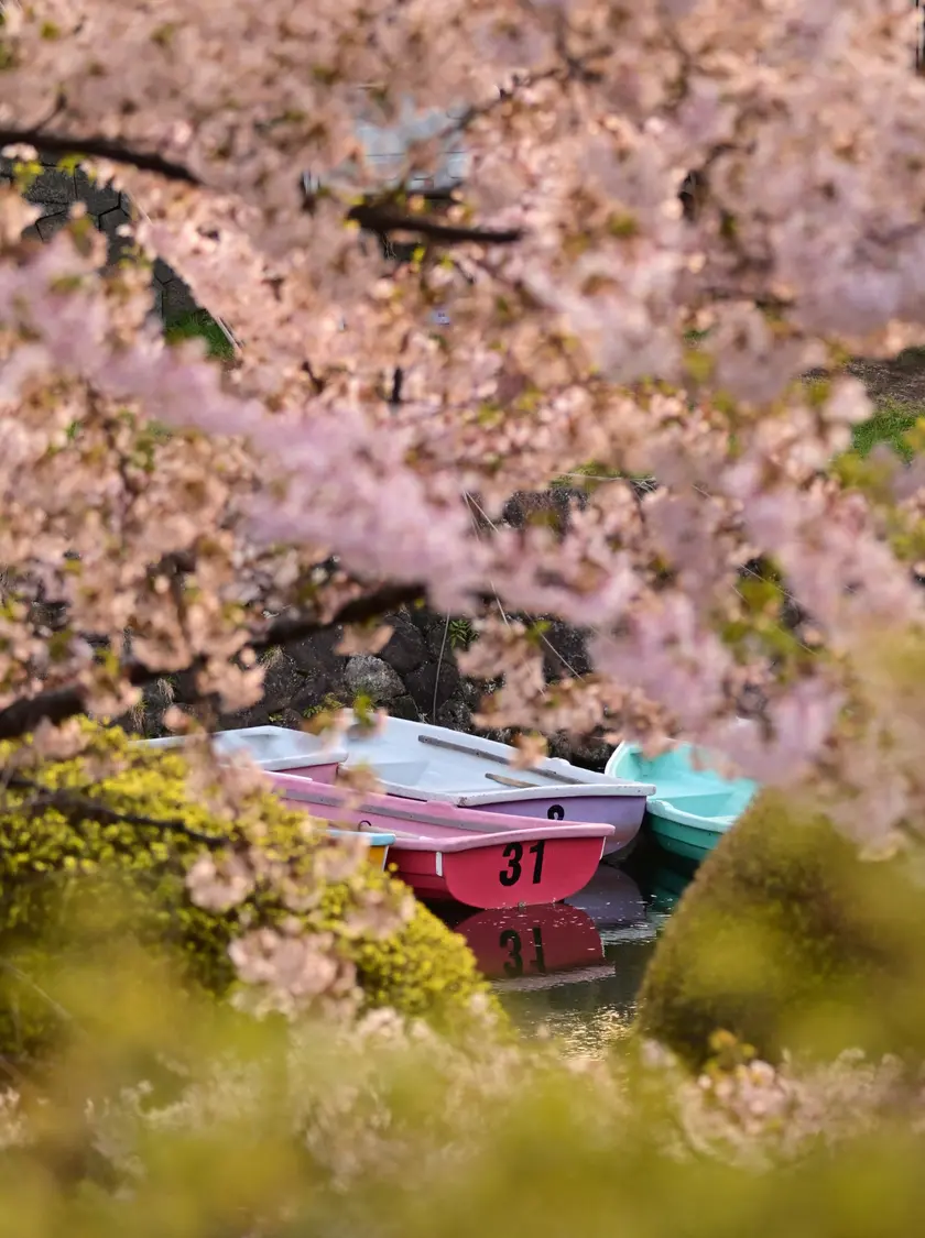 五稜郭公園の堀沿いで桜越しに見える観光ボート
