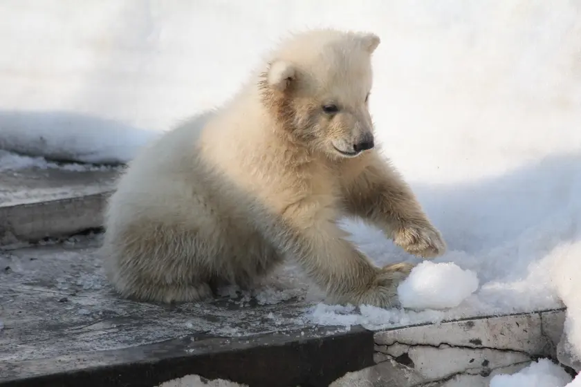 円山動物園　雪で遊ぶホッキョクグマの子供
