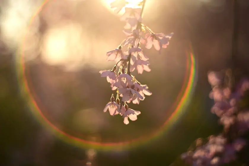 虹色のフレアが現れるように逆光で撮影した桜の枝