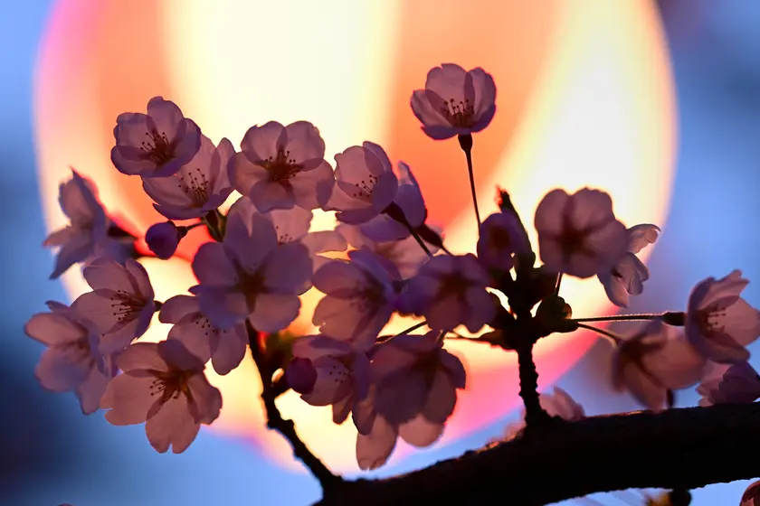五稜郭公園の電飾をバックに撮影した夜桜のアップ写真
