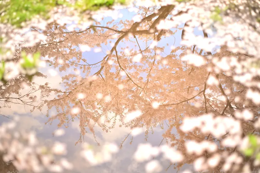 雨上がりの水たまりに反射した桜とそのまわりに浮かんでいる桜の花びら
