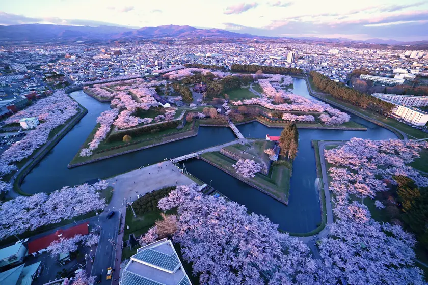 夕暮れ時に五稜郭タワーの展望フロアから撮影した桜咲く五稜郭公園の全体写真