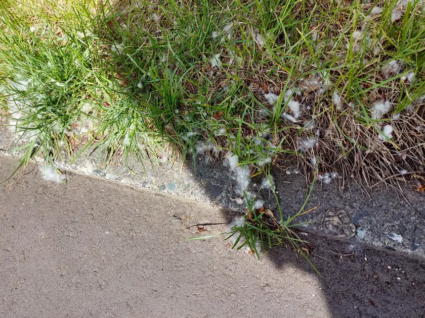 道端に溜まるポプラの綿毛