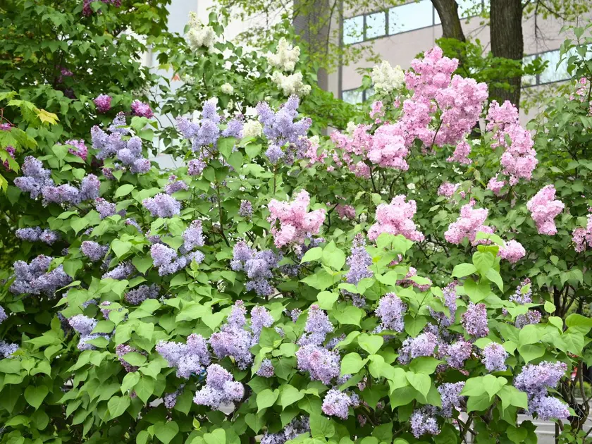 さっぽろ大通公園の色とりどりのライラック