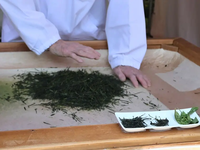 さっぽろライラックまつり5丁目手揉み茶実演コーナー2