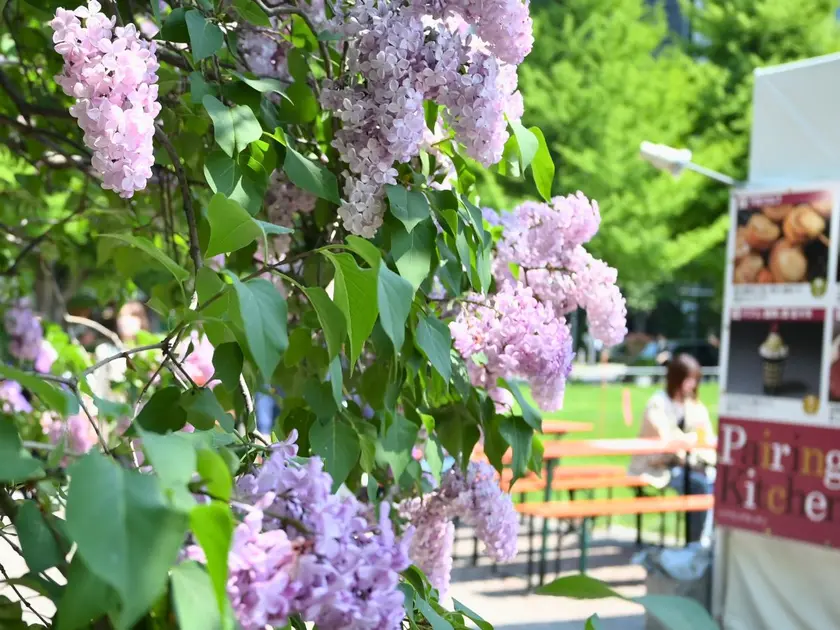 さっぽろライラックまつり大通公園内ライラック2