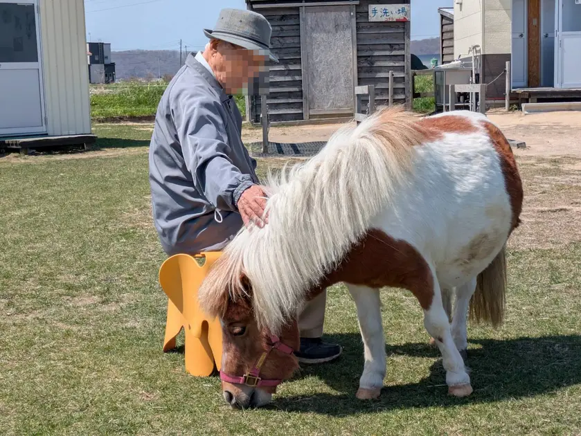 椅子に座ってミニチュアホースとのふれあいを楽しむ筆者の親戚