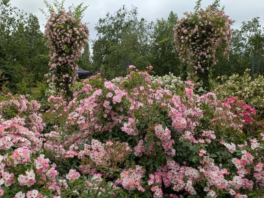 ウェルカムガーデンの花壇は淡い色の小さな花が密集して咲くバラが多い