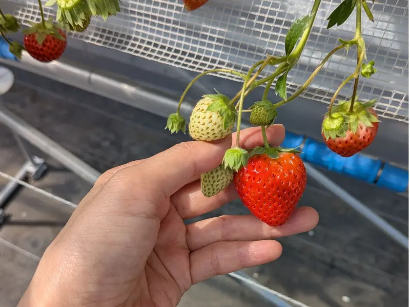 丸北いちご農園の大粒いちごを摘む