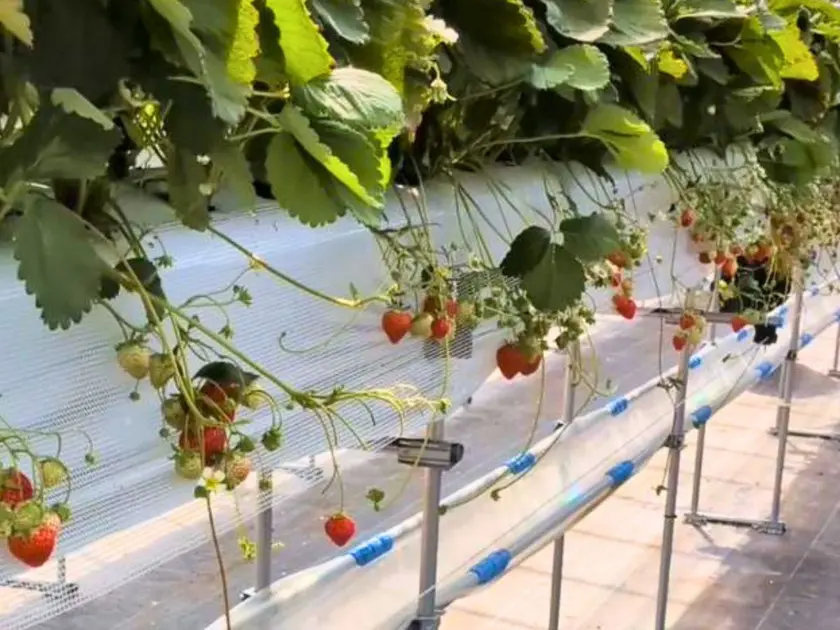 丸北いちご農園のいちごが実っている様子